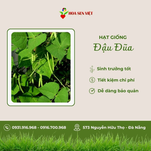 Hạt giống đậu đũa