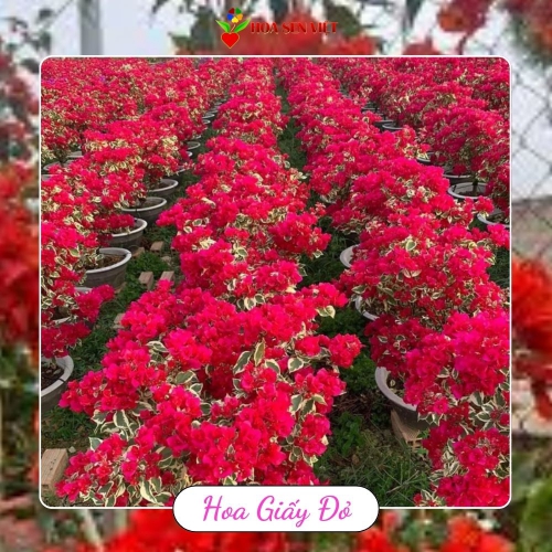 Hoa giấy đỏ Đà Nẵng giá rẻ