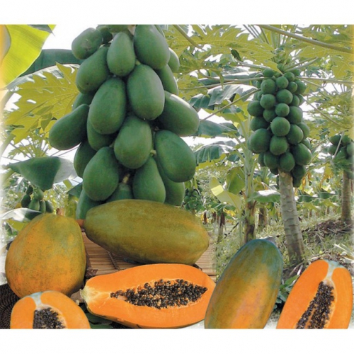 Hạt giống đu đủ lùn lai F1