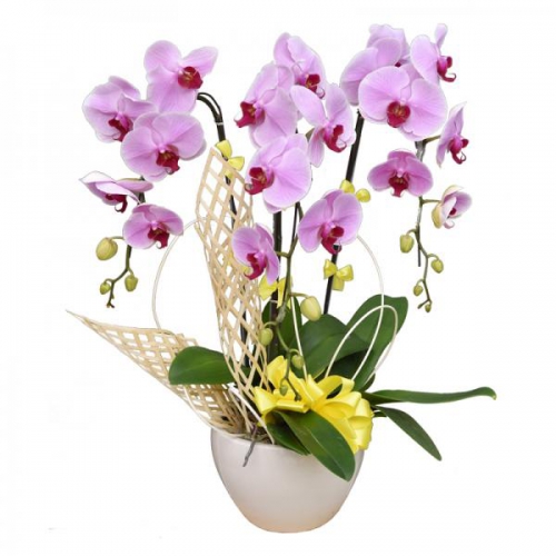 Lan hồ điệp - Khúc hoan ca