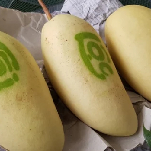 Túi bao tạo chữ thư pháp lên trái xoài