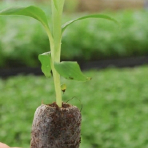 Viên Nén Xơ Dừa Ươm Hạt