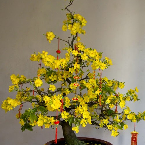 Cây Mai Tết Đà Nẵng