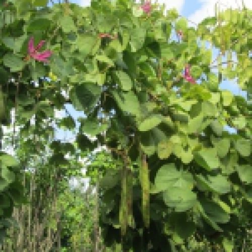 Cây móng bò HongKong - Giá bán, cách trồng và chăm sóc