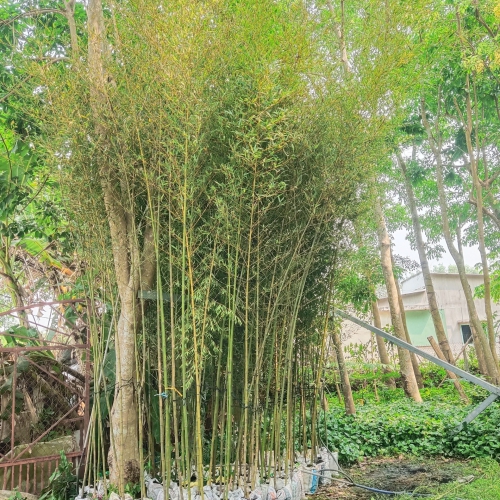 Cây Trúc Sào - Mang Vẻ Đẹp Xanh Mát Và Tinh Tế