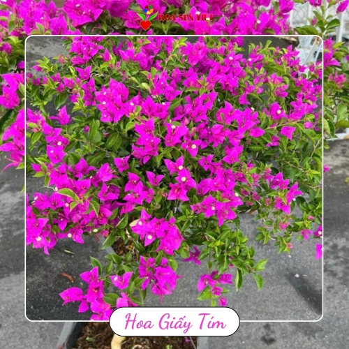 Hoa giấy tím Đà Nẵng