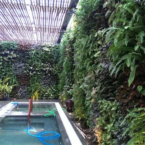 Dịch vụ trồng cây trên tường Đà Nẵng