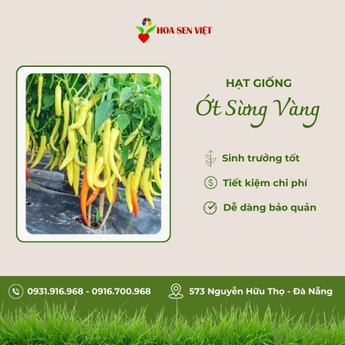 Hạt giống ớt sừng vàng cao sản