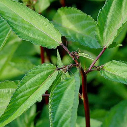 Hạt giống Rau Đay Đỏ