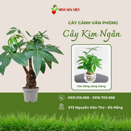 Cây Kim Ngân Đà Nẵng
