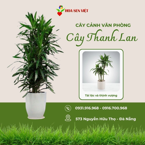 Cây Thanh Lan