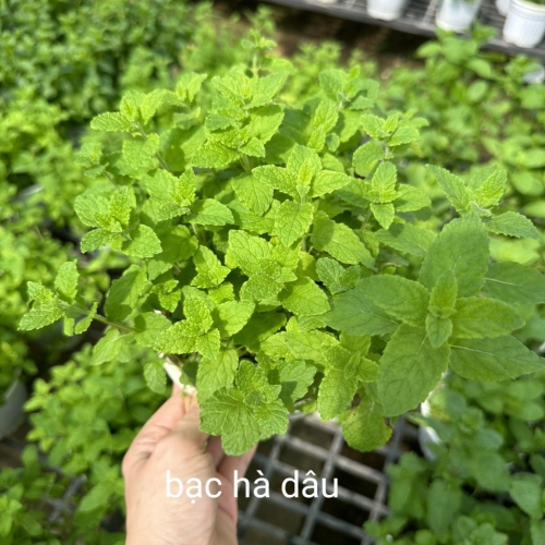 Cây giống cỏ ngọt