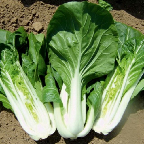 Hạt giống cải bẹ trắng