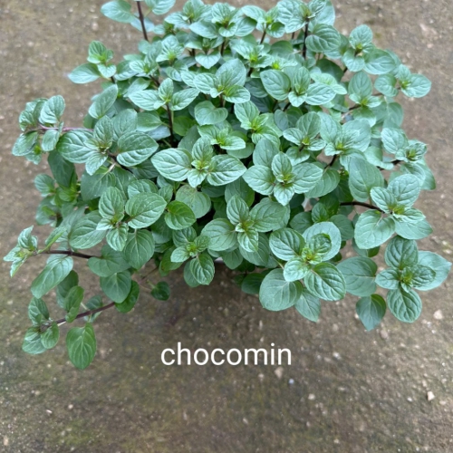 Cây giống bạc hà Chocomint