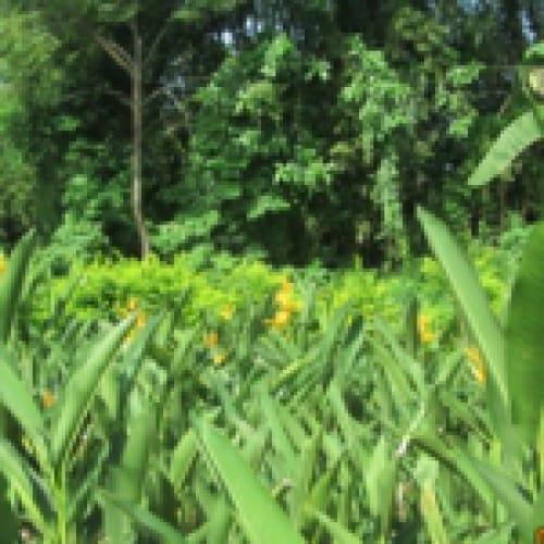 Hoa hoàng điệp