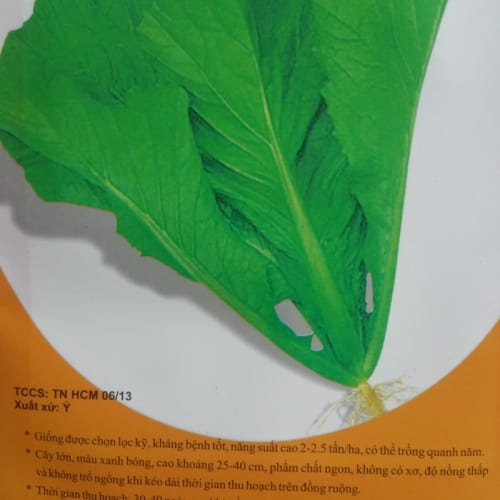Hạt giống cải bẹ xanh mở