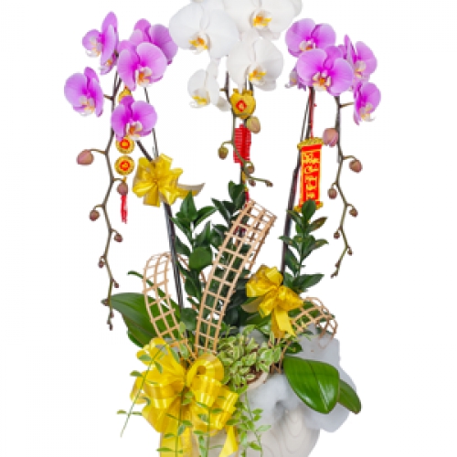 Chậu lan 3 cành trắng hồng