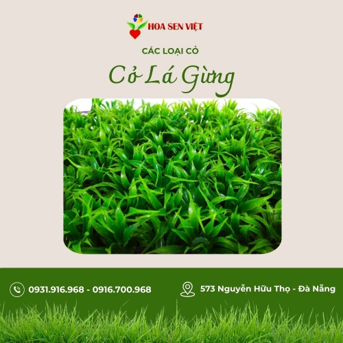 Cỏ gừng lá tre - Trang trí cảnh quan xanh