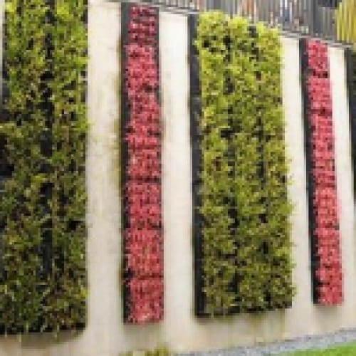 Vườn tường đứng