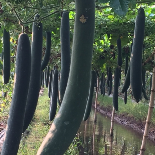 Hạt giống bí sặt