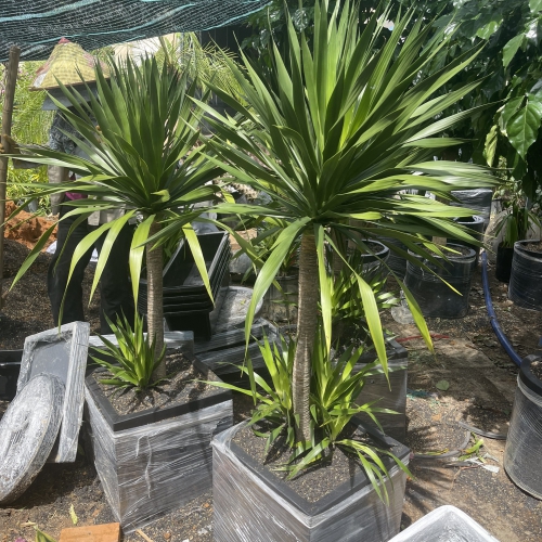 Cây trồng giếng trời Đà Nẵng