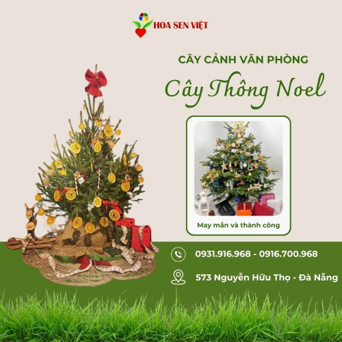 Cây Thông Noel Mini Đà Nẵng
