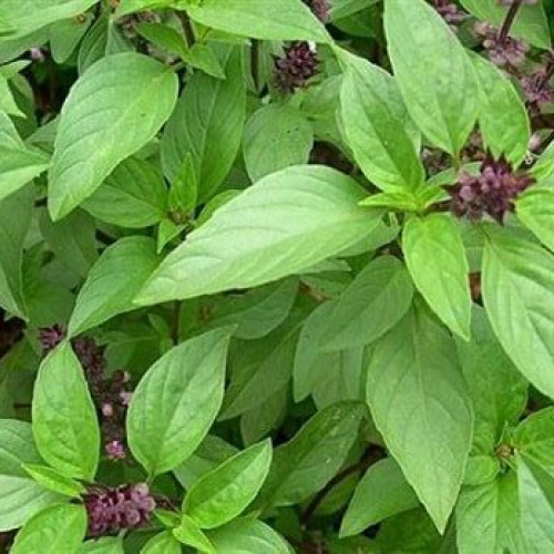 Hạt giống Rau Húng quế