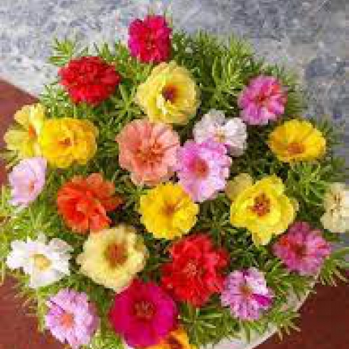 Hạt giống hoa Mười Giờ Mỹ