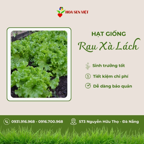 Hạt giống xà lách