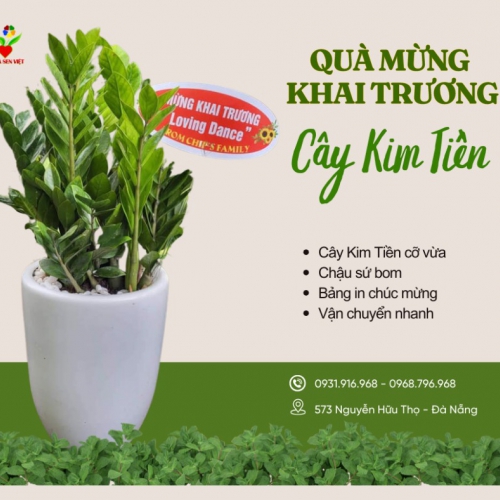 Cây Kim Tiền Khai Trương