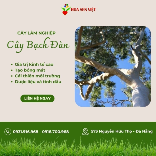 Bạch đàn