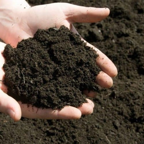 Phân Bò Đà Nẵng 100% Tự Nhiên