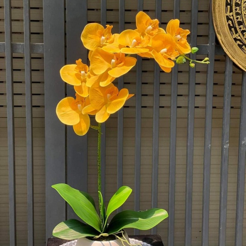 Lan hồ điệp - Vạn sự như ý