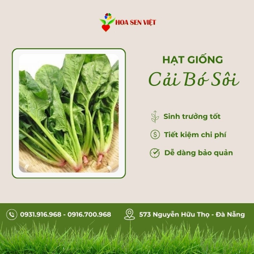 Hạt giống cải bó xôi chịu nhiệt