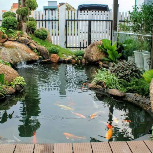  Quy Trình Thi Công Hồ Cá Koi Đạt Chuẩn Tại Đà Nẵng | Hoa Sen Việt