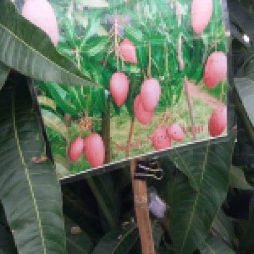 Cây xoài quả đỏ