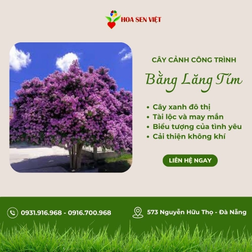 Cây Bằng Lăng Tím