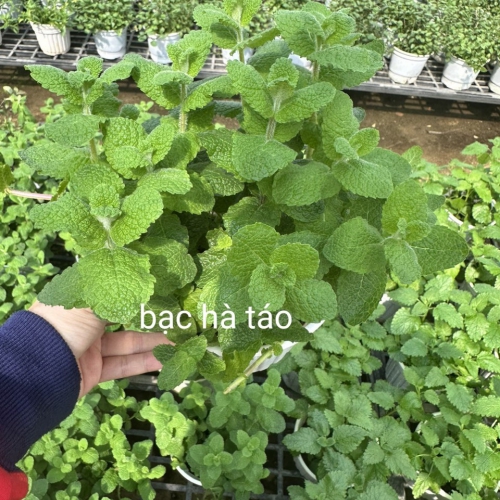 Cây giống bạc hà táo