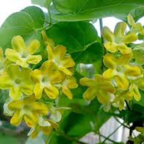 Hoa thiên lý Đà Nẵng