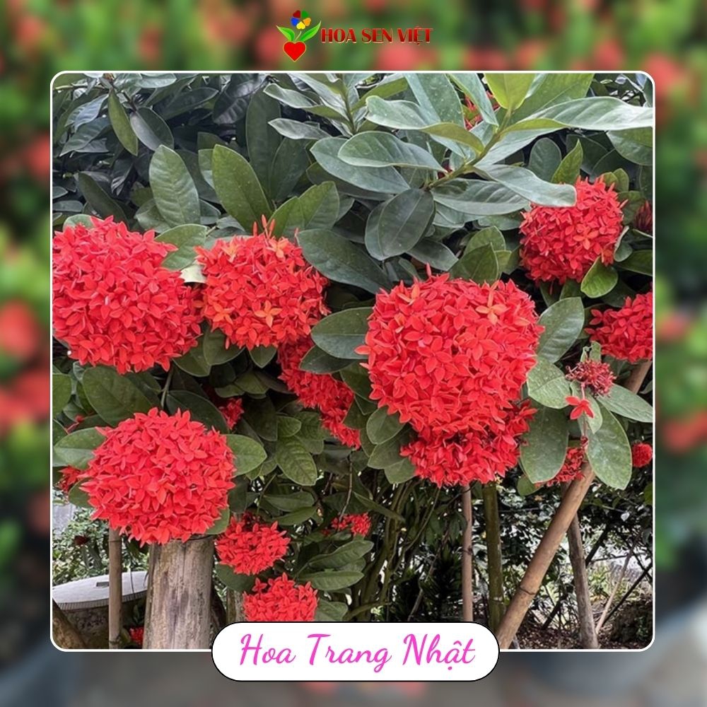 Hoa trang nhật