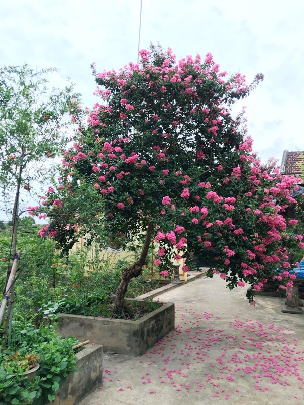 Hoa tường vi Đà Nẵng