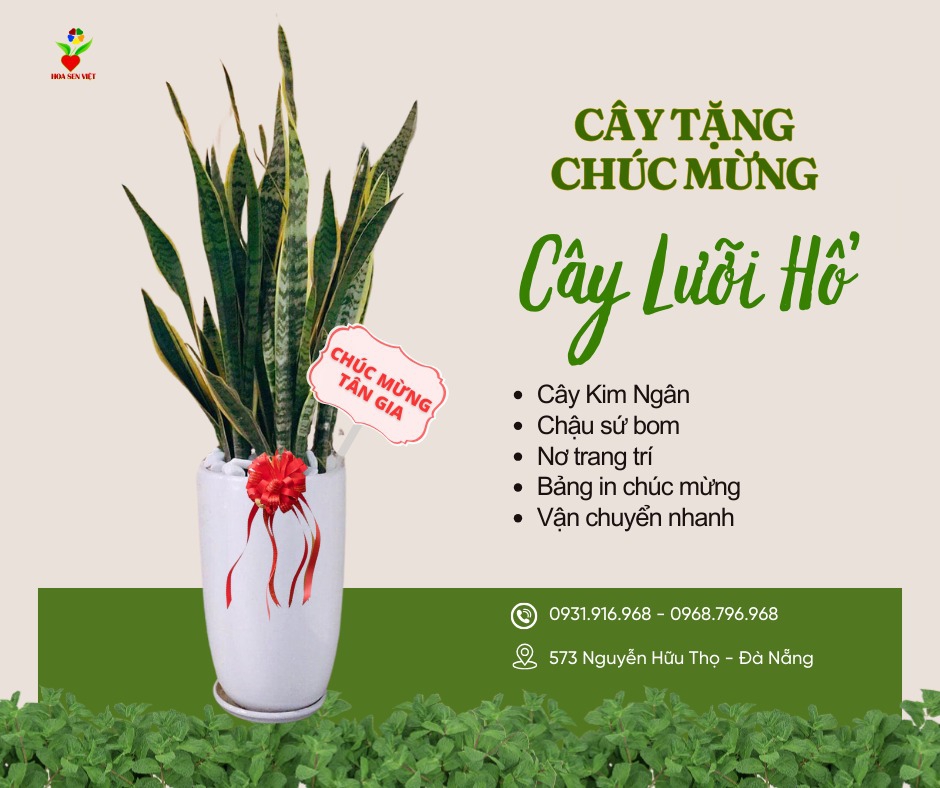 Cây Lưỡi Hổ Khai Trương