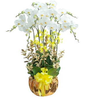 Lan hồ điệp - Elegance orchid