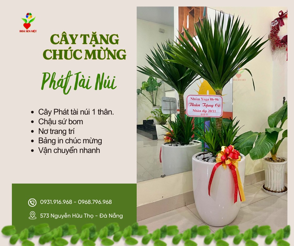 Cây Phát Tài Núi Khai Trương