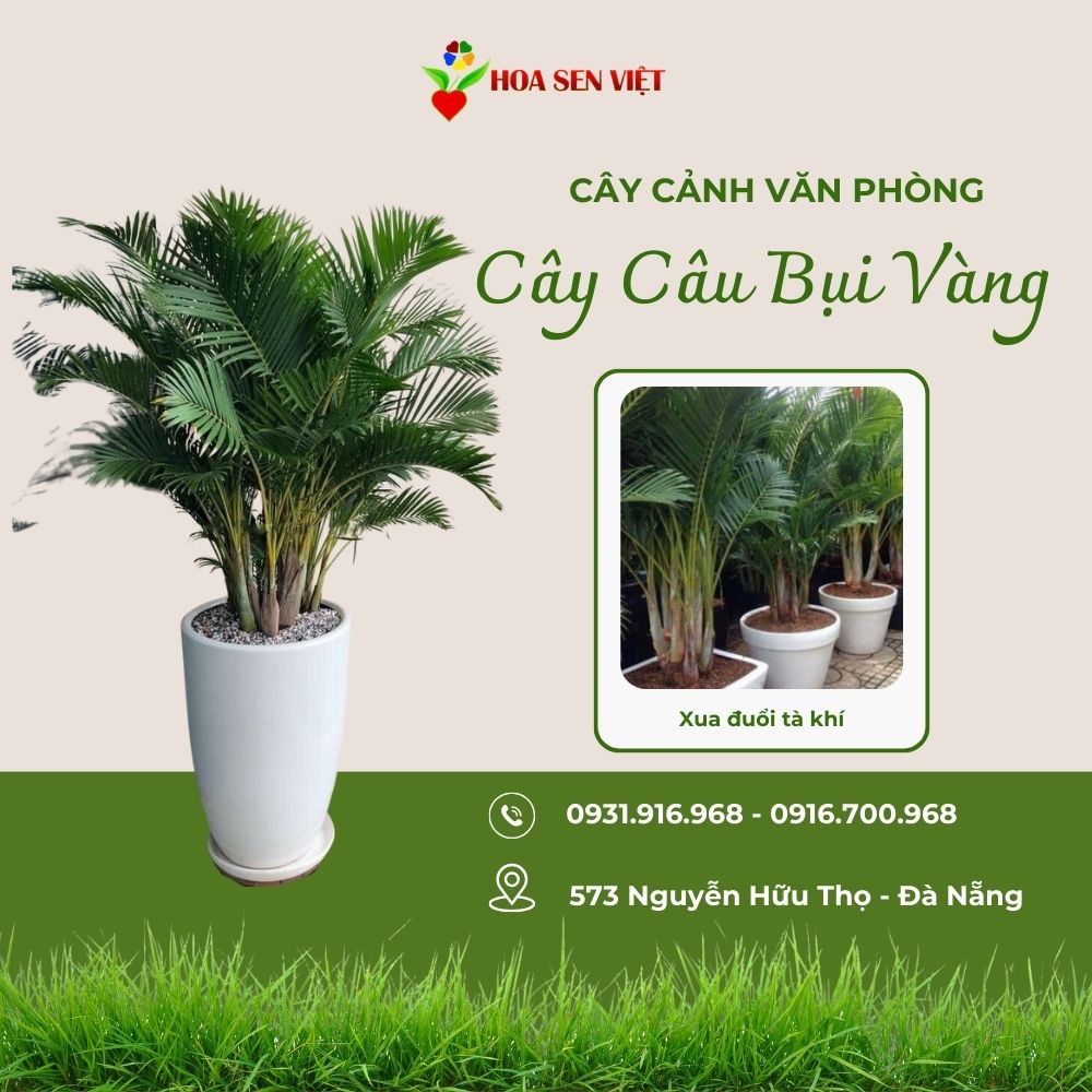 Cây Cau Bụi Vàng