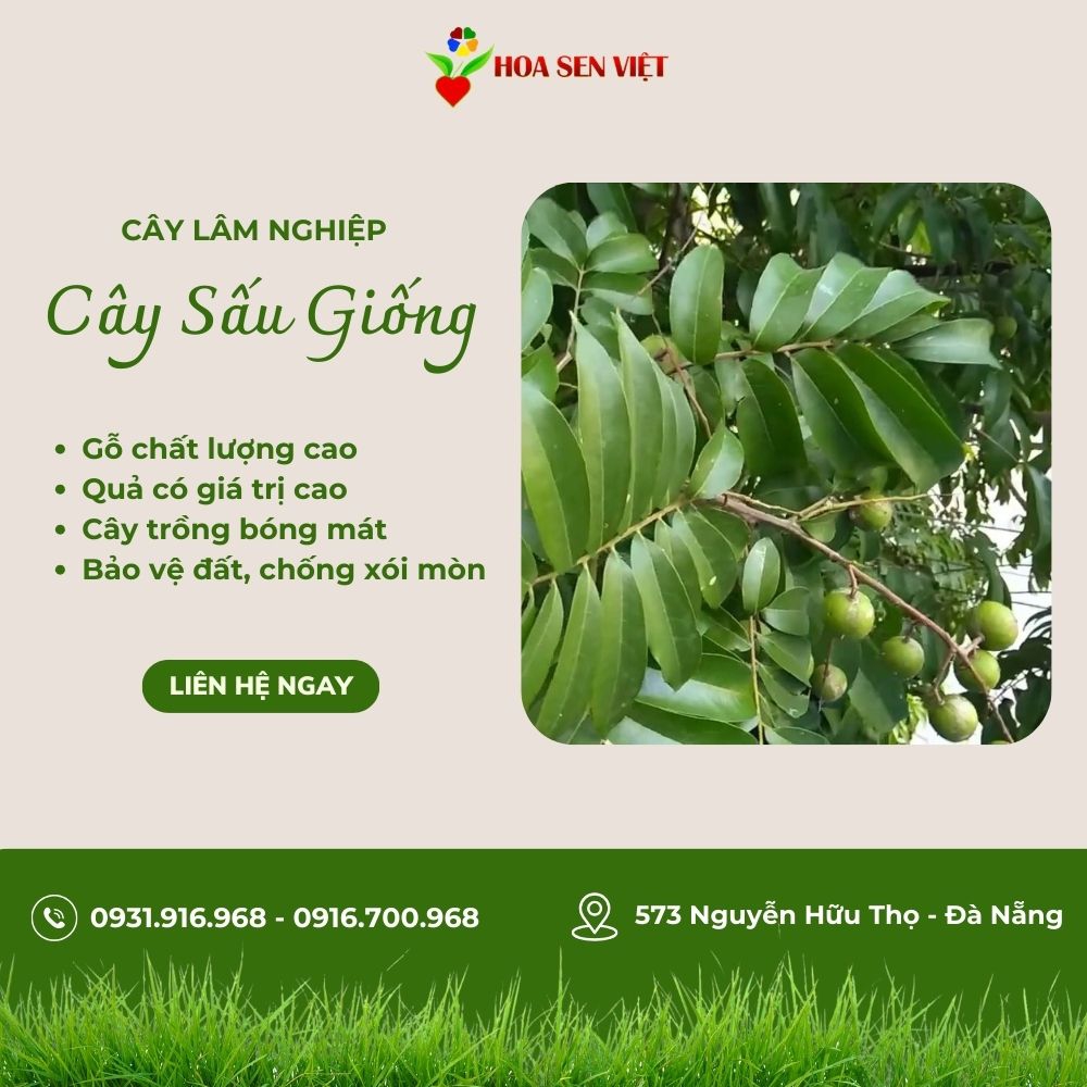 Cây sấu