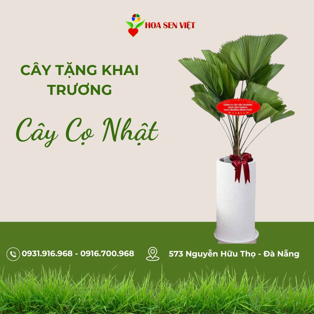 Cây Cọ Nhật Tặng Khai Trương