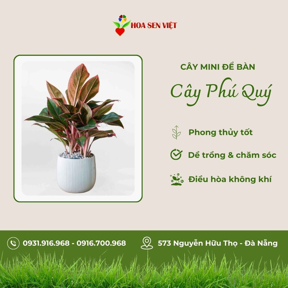 Cây Phú Quý Mini Để Bàn