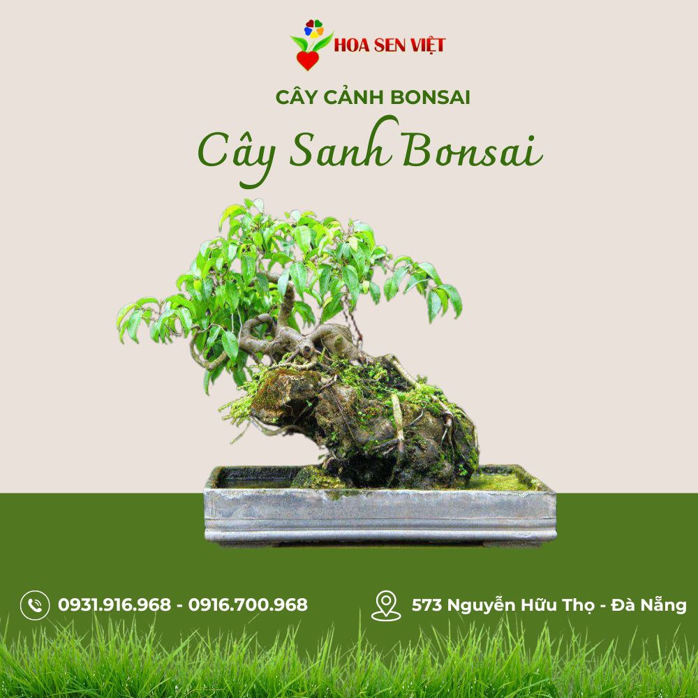 Cây Sanh Bonsai