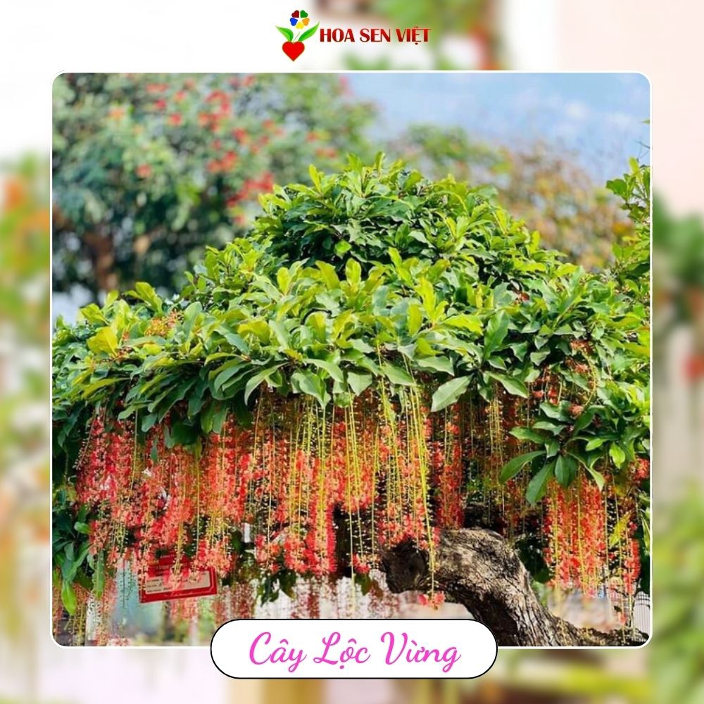 Cây lộc vừng